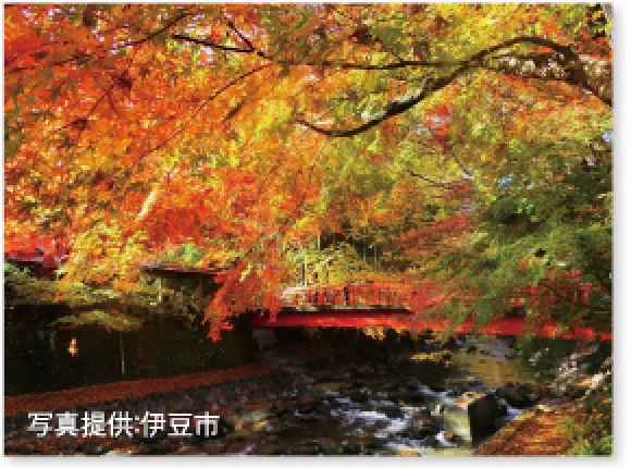 ［バンビツアー］ギフト旅行券 沼津・修善寺日帰りツアー